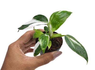 2" Philodendron White Knight